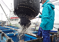 イワシの水揚げ時の写真 その1